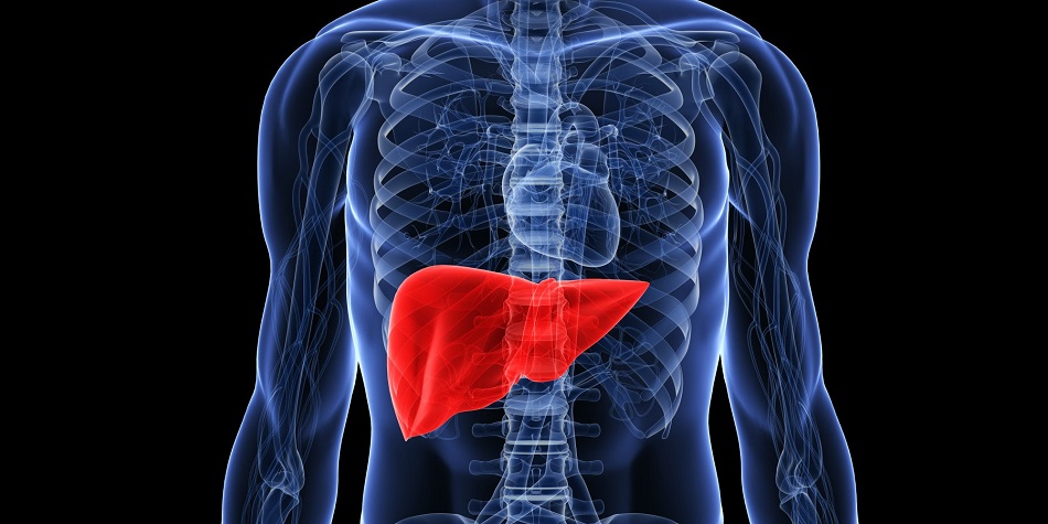 liver